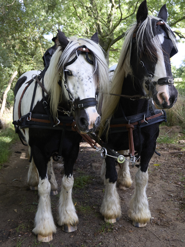 Mehr Fotos von den beiden Tinker-Pferden Ginger und Lucie sehen Sie auf Kai Mielschs Instagram-Account