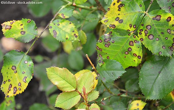 Dunkle Flecken auf gelbem Grund zeigen eine deutliche Pilzinfektion