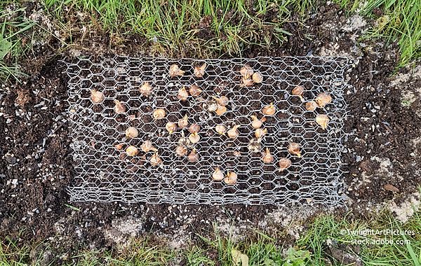 Maschendraht als Schutz für Blumenzwiebeln vor Tierfraß