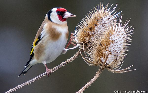 Stieglitz sitzt auf Ast vor Blütensamen