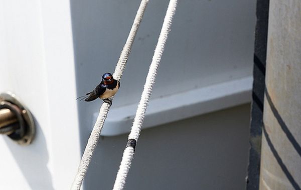 Besuch von Schwalbe während Fotoproduktion