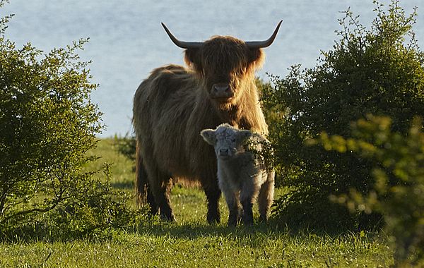 Finden Sie das passende Geschenk für Tierfreunde