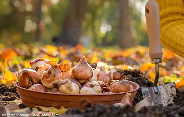 Blumenzwiebeln einpflanzen im Herbstgarten
