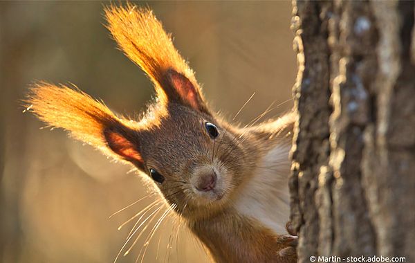 Neugieriges Eichhörnchen lugt hinter Baum hervor