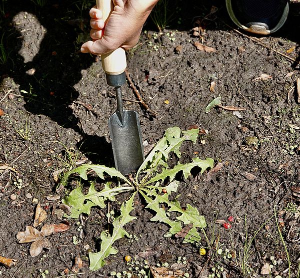 Unkraut entfernen mit schmalem Unkrautstecher