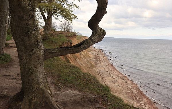 Im Wünschewald gibt es noch alten Baumbestand mit urwüchsigen Bäumen.