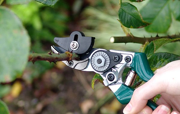 Gartenschere für Rosen-Rückschnitt