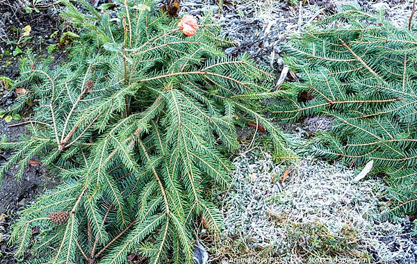 Frostschutz für Rosen: Abdeckung aus Reisigzweigen