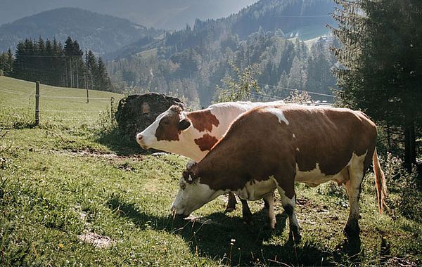 Alpenländische Bio-Rinder