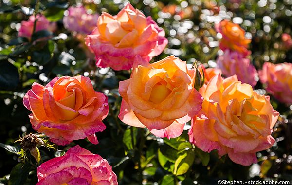 Rosen im Londoner Regents Park