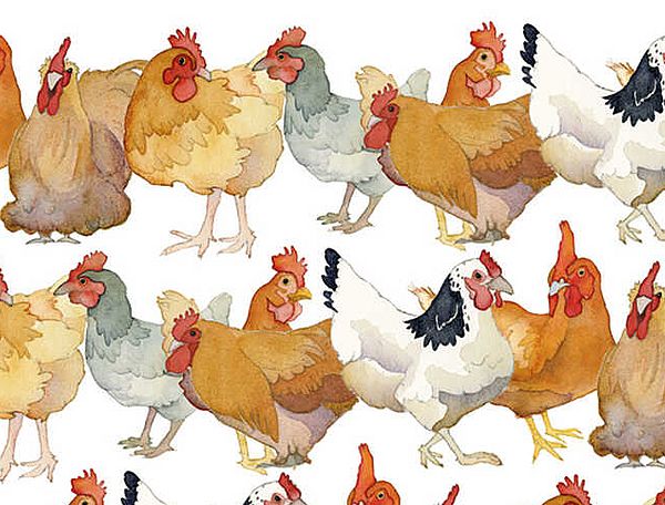 Hühnerschar von Designerin Emma Ball