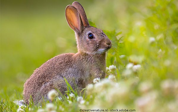 Finden Sie das passende Geschenk für Tierfreunde