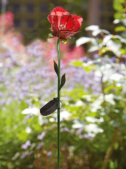 Solarrose 'Red Rose'