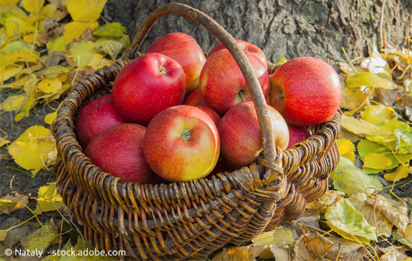 Apfelernte im Herbstgarten