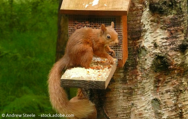 Futterstelle für Eichhörnchen