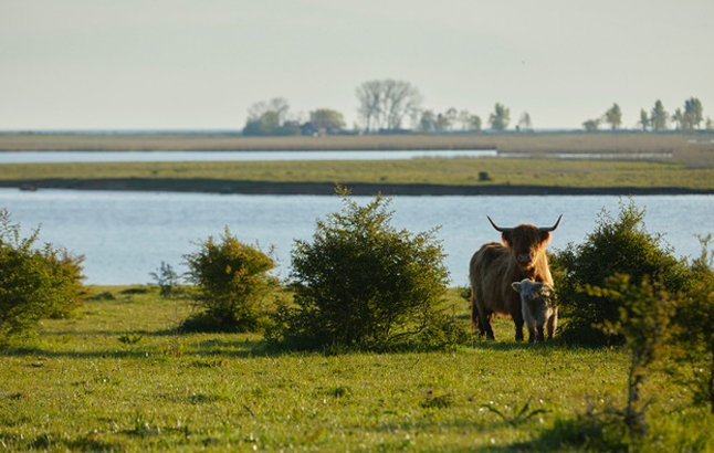 Hochlandrind mit Kalb auf Weide - See im Hintergrund