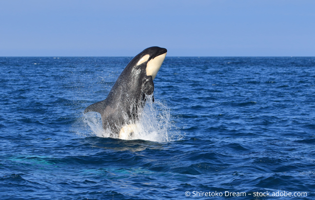 Ein Orca im Meer