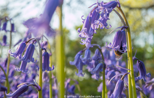 Bluebells Nahaufnahme Blüten mit Biene