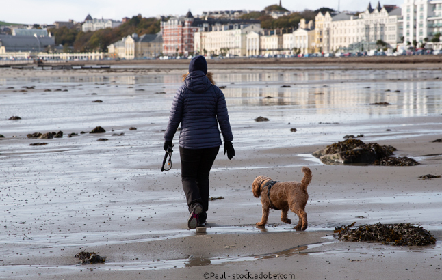 Hundespaziergang auf der Isle of Man