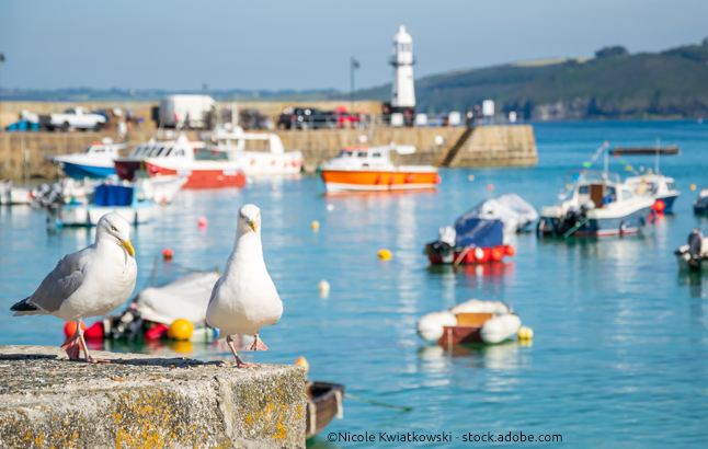 Hafen von St. Ives mit bunten Booten und zwei Möwen