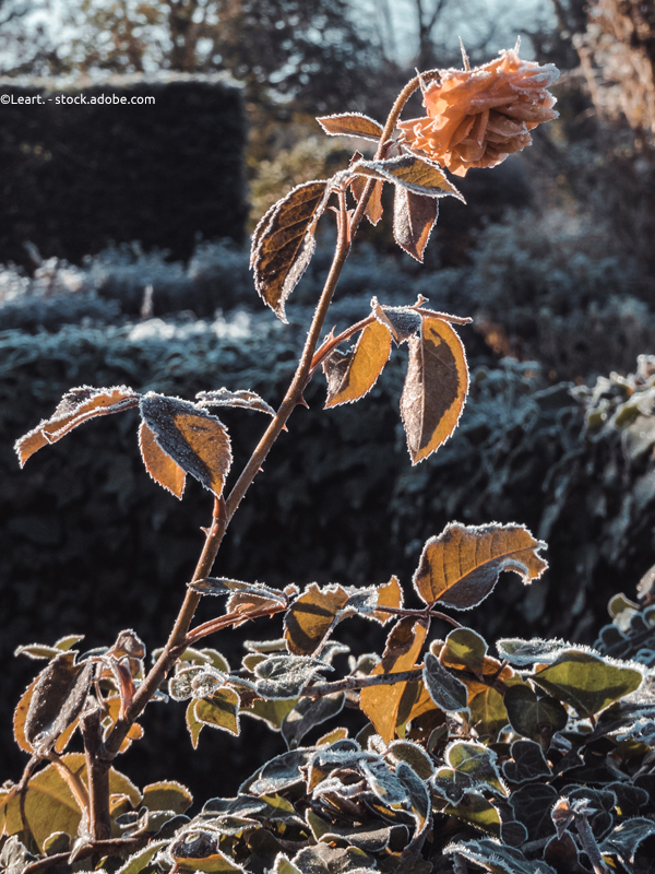 Frost im Wintergarten - gefrorene Rose