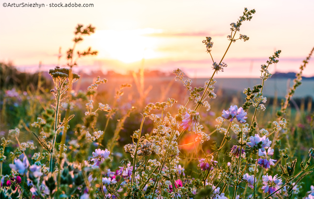 Wildblumenwiese im Sonnenlicht