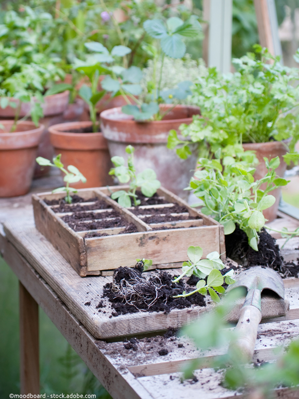 Setzlinge für den Frühlingsgarten vorbereiten