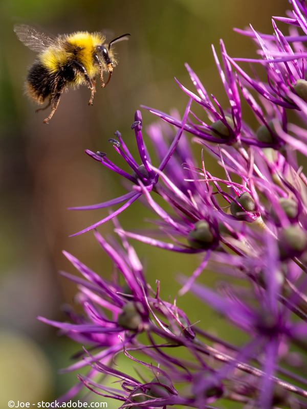 Hummel fliegt Zierlauch (Allium) an