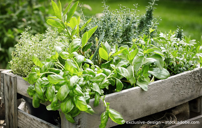 Wooden crate with variety of potted culinary herbs