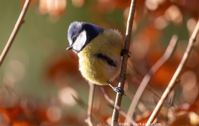 Kohlmeise im herbstlichen Licht
