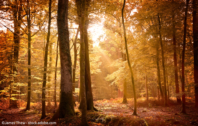 Goldengelbe Bäume im herbstlichen Sonnenlicht im New Forest