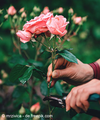 Tipps zur Pflege Ihrer Rosen