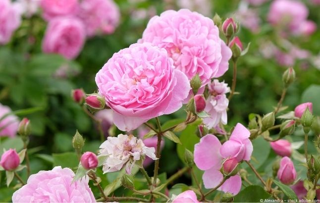 Pinke Rosen