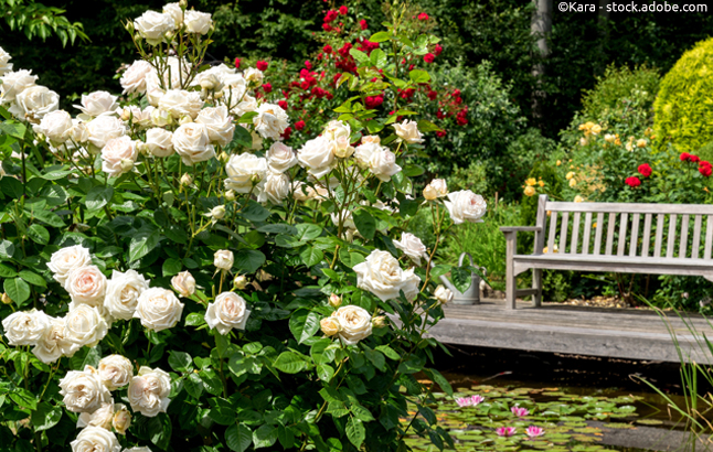 Großer Busch weißer Rosen mit Gartenbank und einem Seerosenteich im Hintergrund