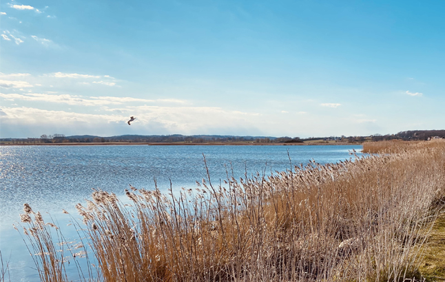 Sehlendorfer Binnensee im Sonnenschein