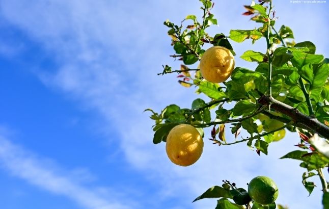 Zitronen in der Sonne