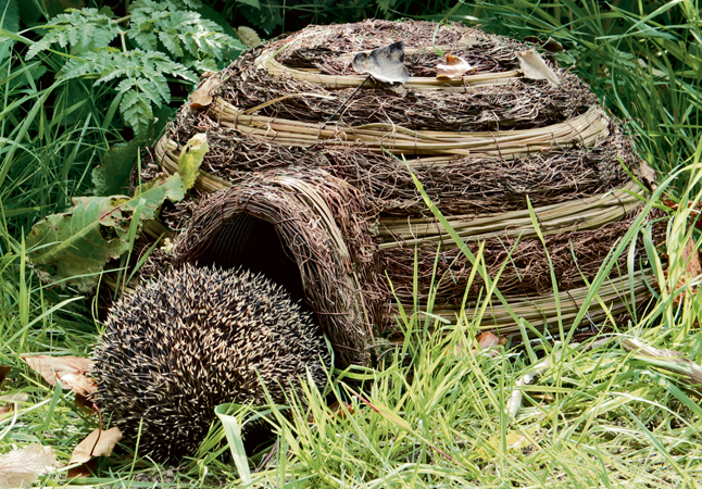 Igel klettert in das mit Laub bedeckte Igelhaus